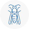 Oakengates Wasp Nest Removal